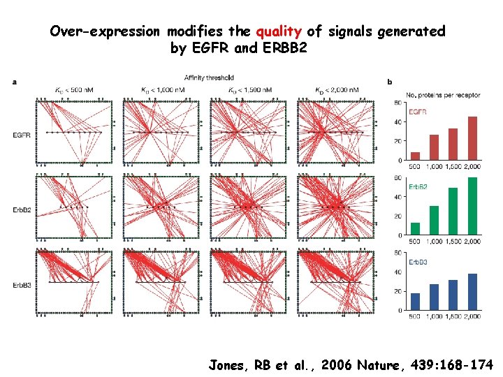 Over-expression modifies the quality of signals generated by EGFR and ERBB 2 Jones, RB