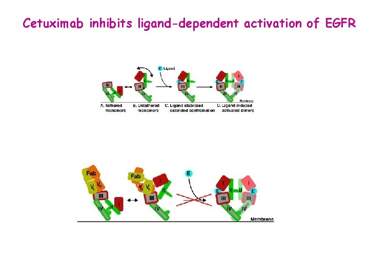 Cetuximab inhibits ligand-dependent activation of EGFR 
