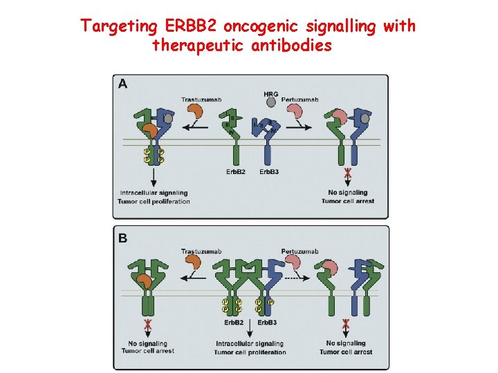 Targeting ERBB 2 oncogenic signalling with therapeutic antibodies 