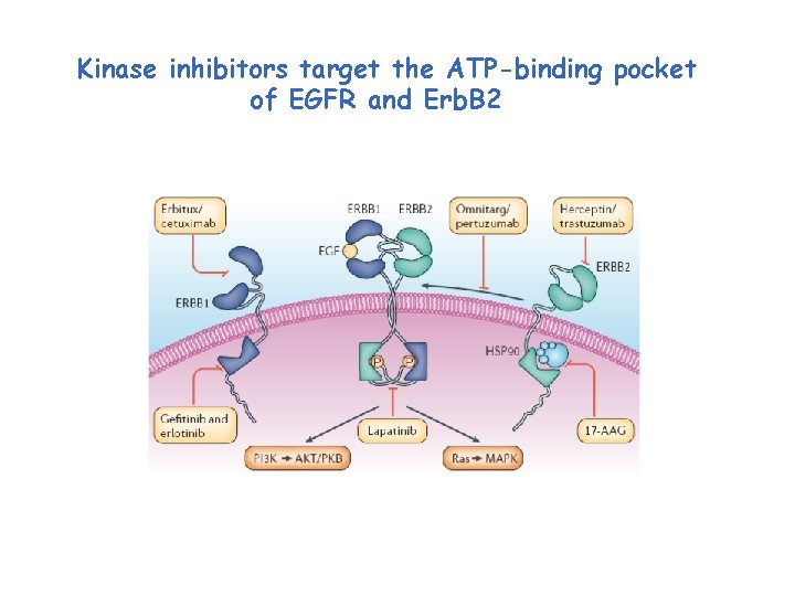 Kinase inhibitors target the ATP-binding pocket of EGFR and Erb. B 2 