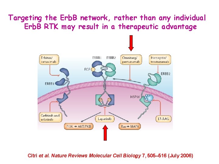 Targeting the Erb. B network, rather than any individual Erb. B RTK may result