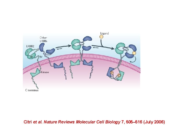 Citri et al. Nature Reviews Molecular Cell Biology 7, 505– 516 (July 2006) 