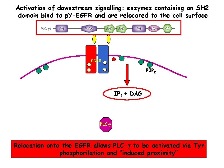 Activation of downstream signalling: enzymes containing an SH 2 domain bind to p. Y-EGFR