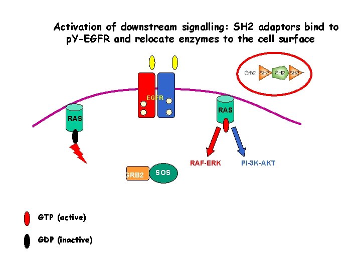 Activation of downstream signalling: SH 2 adaptors bind to p. Y-EGFR and relocate enzymes