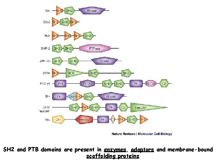 SH 2 and PTB domains are present in enzymes, adaptors and membrane-bound scaffolding proteins