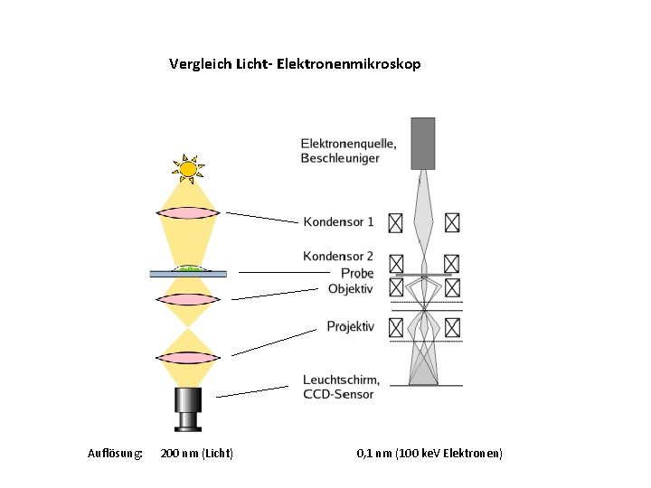 Vergleich Licht- Elektronenmikroskop Auflösung: 200 nm (Licht) 0, 1 nm (100 ke. V Elektronen)