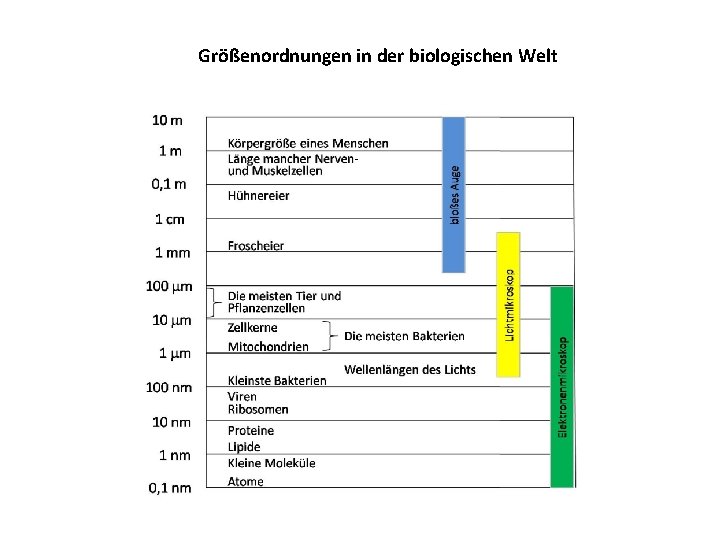 Größenordnungen in der biologischen Welt 