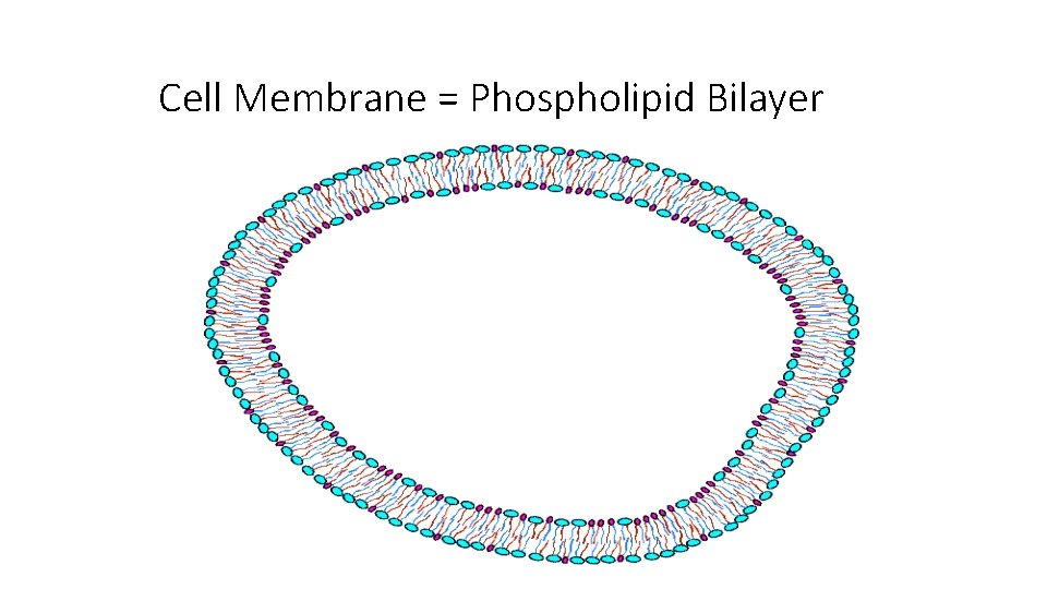 Cell Membrane = Phospholipid Bilayer 