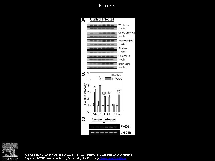 Figure 3 The American Journal of Pathology 2008 1731129 -1142 DOI: (10. 2353/ajpath. 2008.