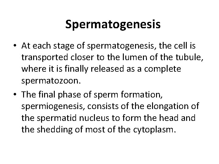 Spermatogenesis • At each stage of spermatogenesis, the cell is transported closer to the