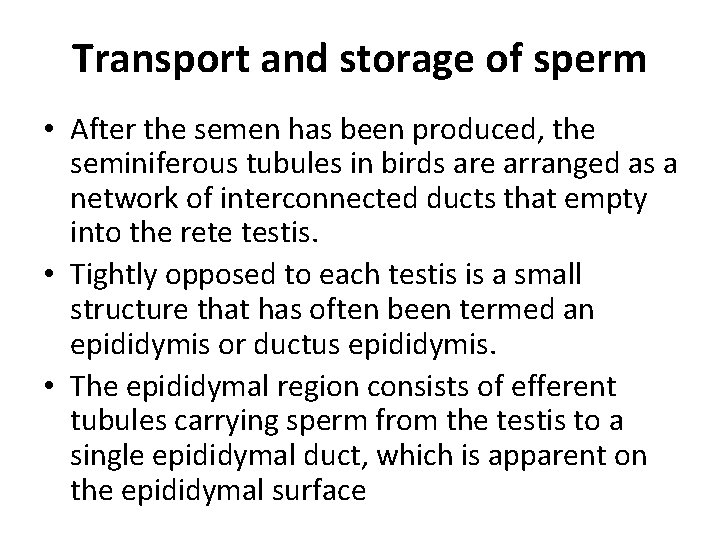 Transport and storage of sperm • After the semen has been produced, the seminiferous