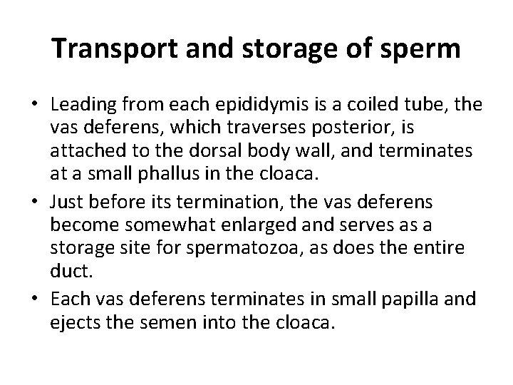 Transport and storage of sperm • Leading from each epididymis is a coiled tube,