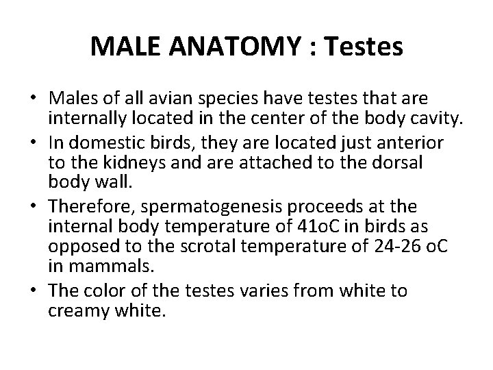 MALE ANATOMY : Testes • Males of all avian species have testes that are