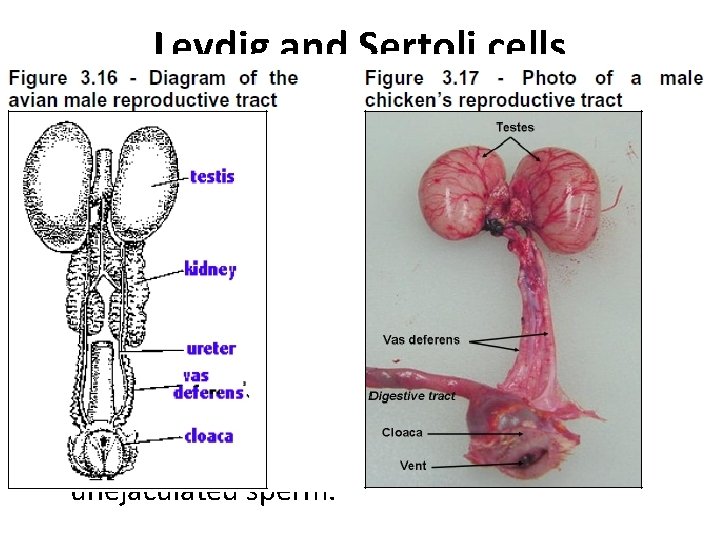 Leydig and Sertoli cells • Sertoli cells located within the seminiferous tubules secrete inhibin,