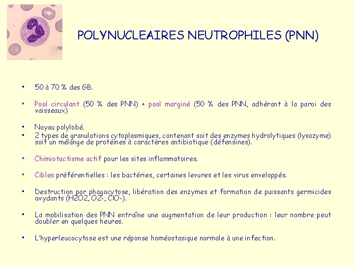 POLYNUCLEAIRES NEUTROPHILES (PNN) • 50 à 70 % des GB. • Pool circulant (50