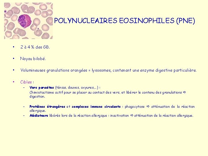 POLYNUCLEAIRES EOSINOPHILES (PNE) • 2 à 4 % des GB. • Noyau bilobé. •