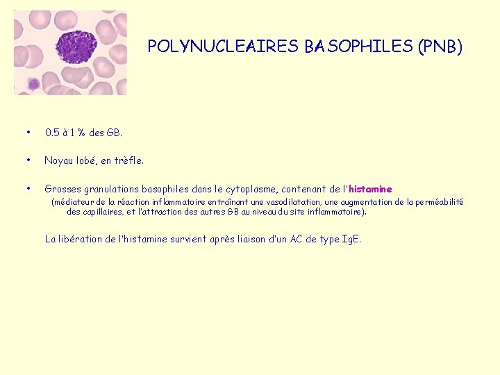 POLYNUCLEAIRES BASOPHILES (PNB) • 0. 5 à 1 % des GB. • Noyau lobé,
