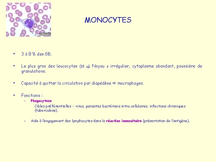 MONOCYTES • 3 à 8 % des GB. • Le plus gros des leucocytes