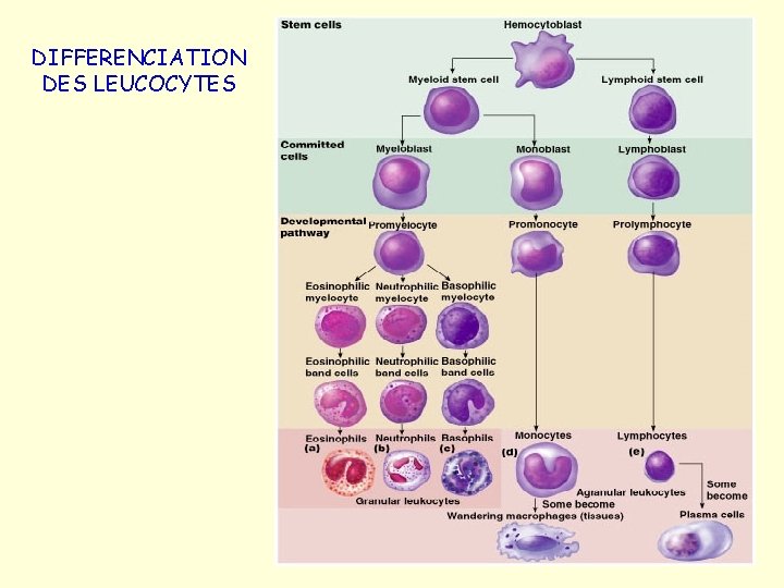 DIFFERENCIATION DES LEUCOCYTES 