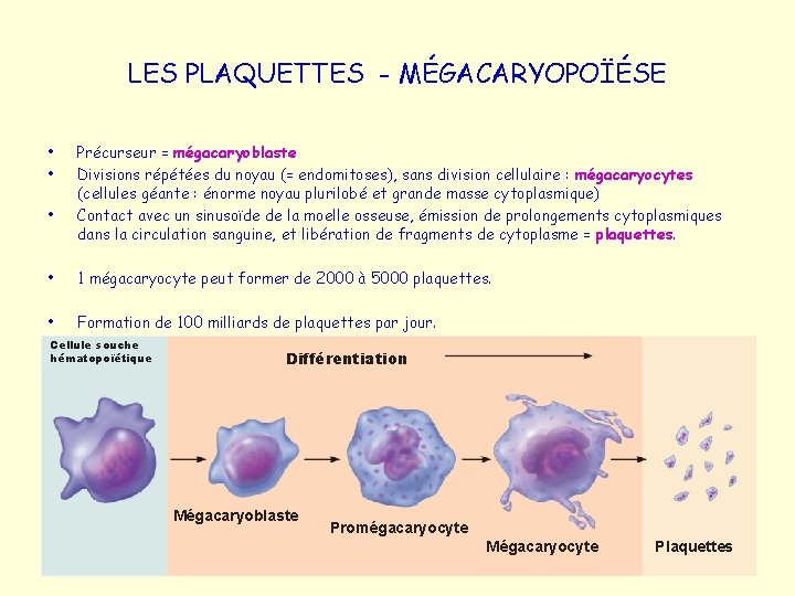 LES PLAQUETTES - MÉGACARYOPOÏÉSE • • • Précurseur = mégacaryoblaste Divisions répétées du noyau