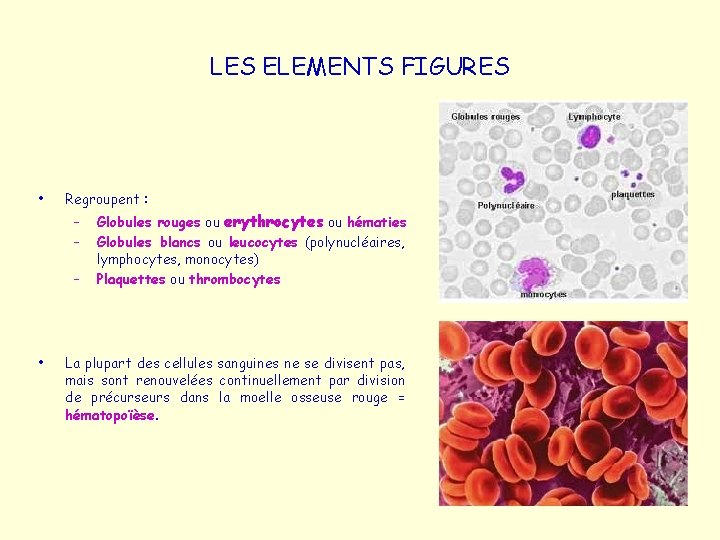 LES ELEMENTS FIGURES • Regroupent : – – – • Globules rouges ou erythrocytes