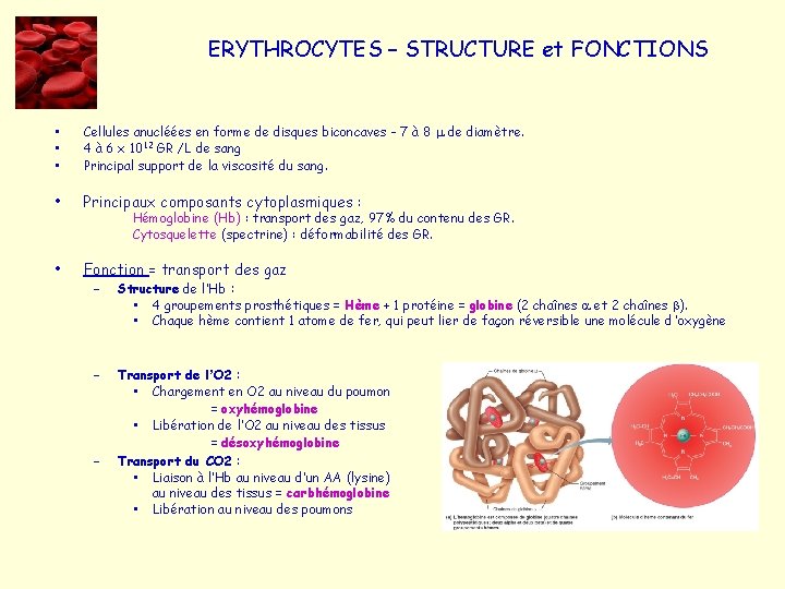 ERYTHROCYTES – STRUCTURE et FONCTIONS • • • Cellules anucléées en forme de disques