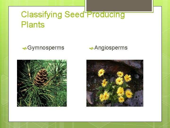 Classifying Seed Producing Plants Gymnosperms Angiosperms 