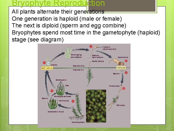Bryophyte Reproduction All plants alternate their generations One generation is haploid (male or female)
