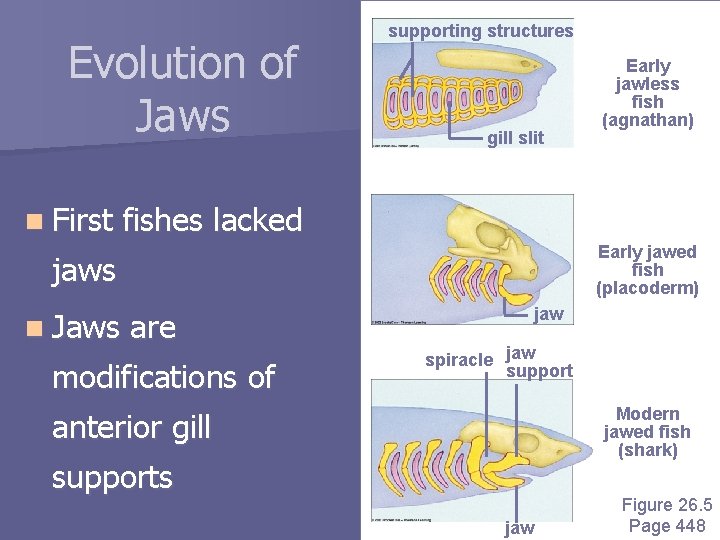 Evolution of Jaws n First supporting structures gill slit fishes lacked Early jawed fish