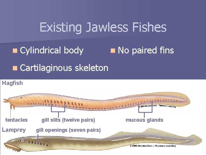 Existing Jawless Fishes n Cylindrical body n Cartilaginous n No paired fins skeleton Hagfish