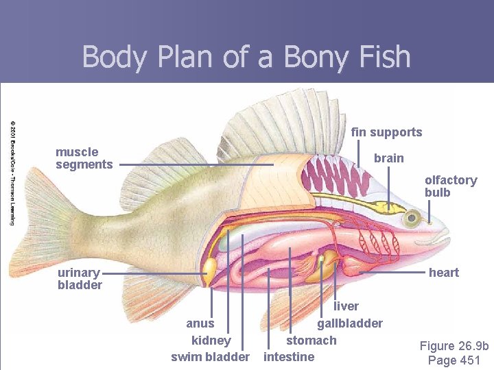 Body Plan of a Bony Fish fin supports muscle segments brain olfactory bulb urinary