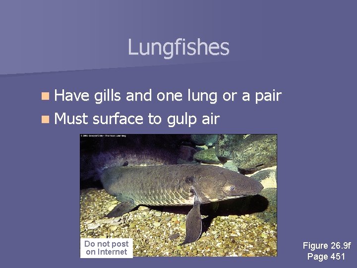 Lungfishes n Have gills and one lung or a pair n Must surface to