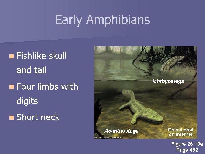 Early Amphibians n Fishlike skull and tail n Four Ichthyostega limbs with digits n