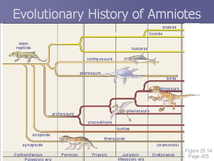 Evolutionary History of Amniotes snakes lizards stem reptiles tuataras ichthyosaurs pterosaurs birds dinosaurs plesiosaurs