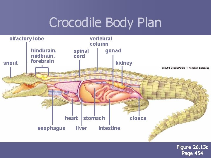 Crocodile Body Plan olfactory lobe snout vertebral column gonad spinal cord kidney hindbrain, midbrain,