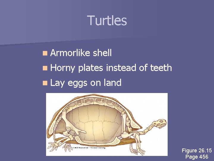 Turtles n Armorlike n Horny n Lay shell plates instead of teeth eggs on