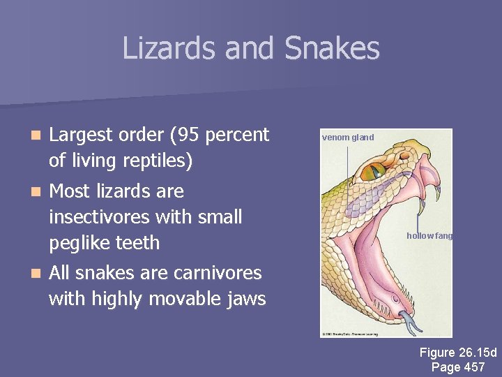 Lizards and Snakes n Largest order (95 percent of living reptiles) n Most lizards