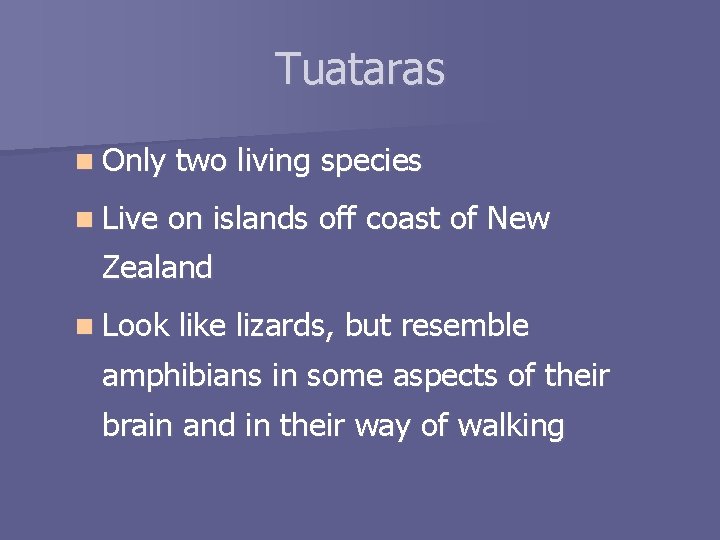 Tuataras n Only two living species n Live on islands off coast of New