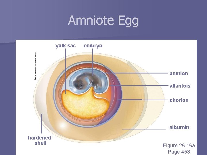 Amniote Egg yolk sac embryo amnion allantois chorion albumin hardened shell Figure 26. 16