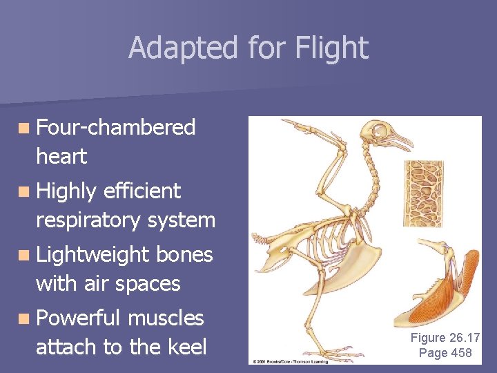 Adapted for Flight n Four-chambered heart n Highly efficient respiratory system n Lightweight bones