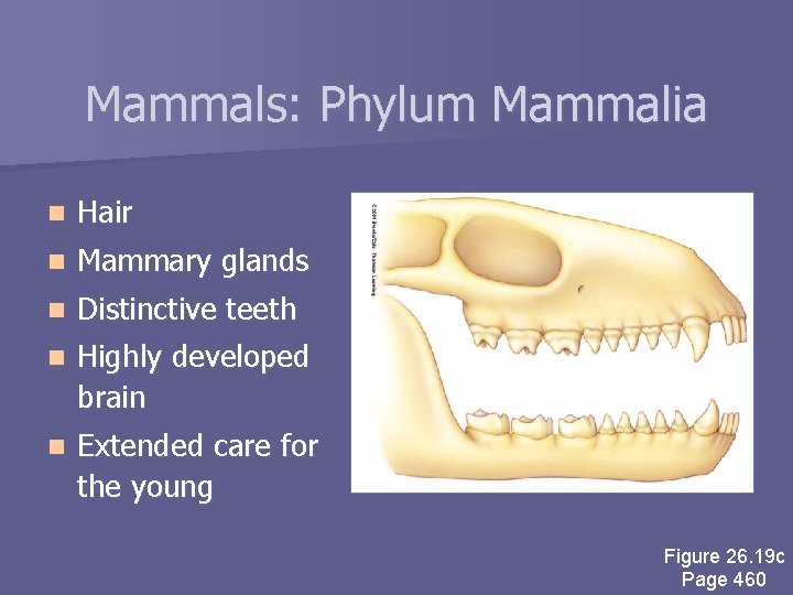 Mammals: Phylum Mammalia n Hair n Mammary glands n Distinctive teeth n Highly developed