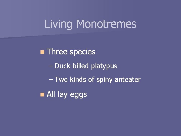 Living Monotremes n Three species – Duck-billed platypus – Two kinds of spiny anteater