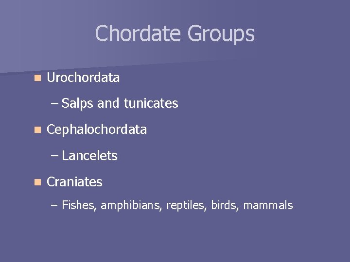 Chordate Groups n Urochordata – Salps and tunicates n Cephalochordata – Lancelets n Craniates