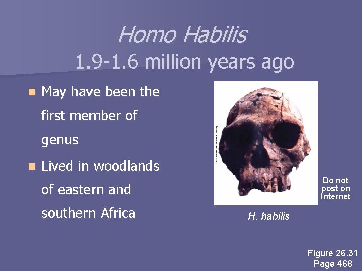 Homo Habilis 1. 9 -1. 6 million years ago n May have been the