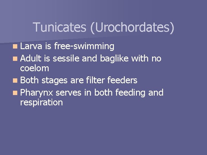 Tunicates (Urochordates) n Larva is free-swimming n Adult is sessile and baglike with no
