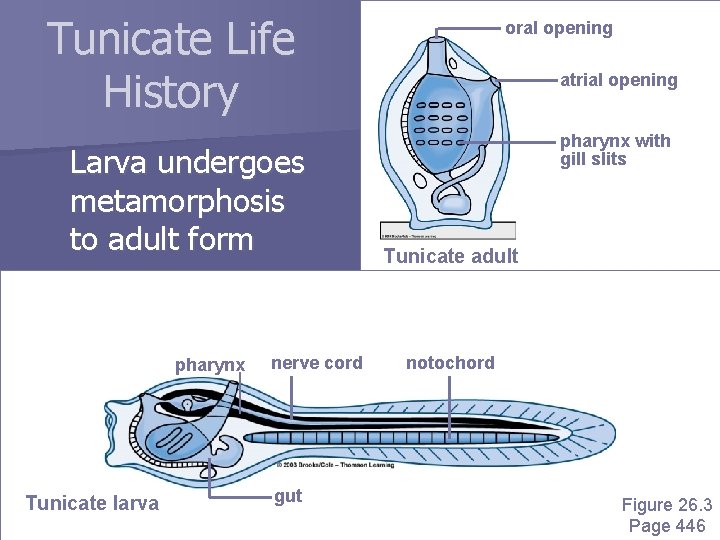 Tunicate Life History Larva undergoes metamorphosis to adult form pharynx Tunicate larva nerve cord