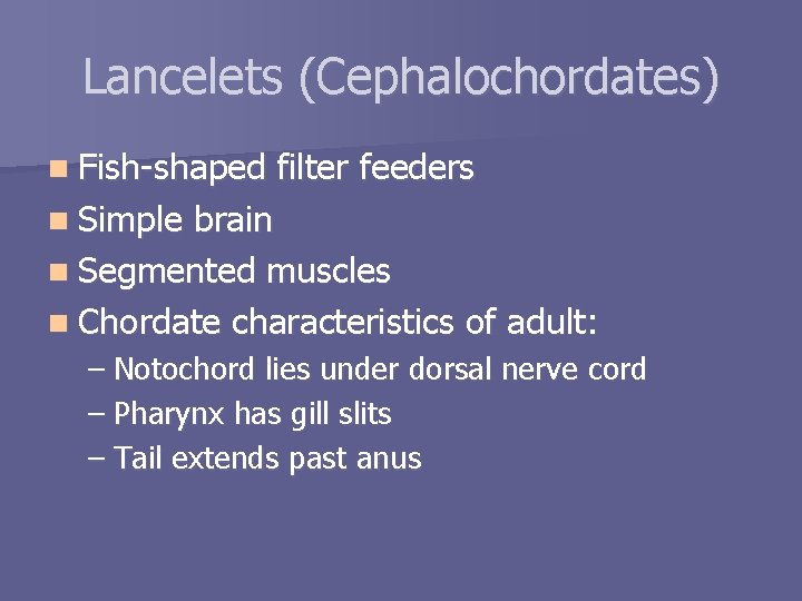 Lancelets (Cephalochordates) n Fish-shaped filter feeders n Simple brain n Segmented muscles n Chordate