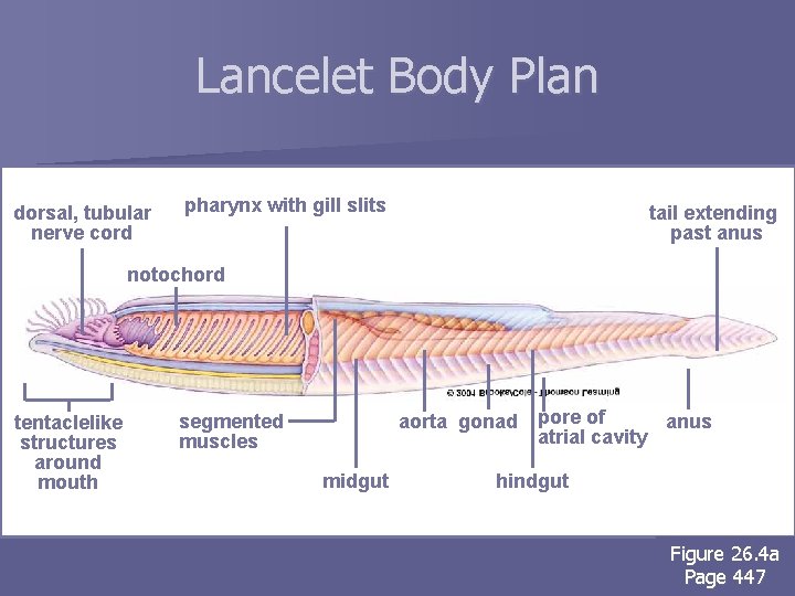 Lancelet Body Plan dorsal, tubular nerve cord pharynx with gill slits tail extending past