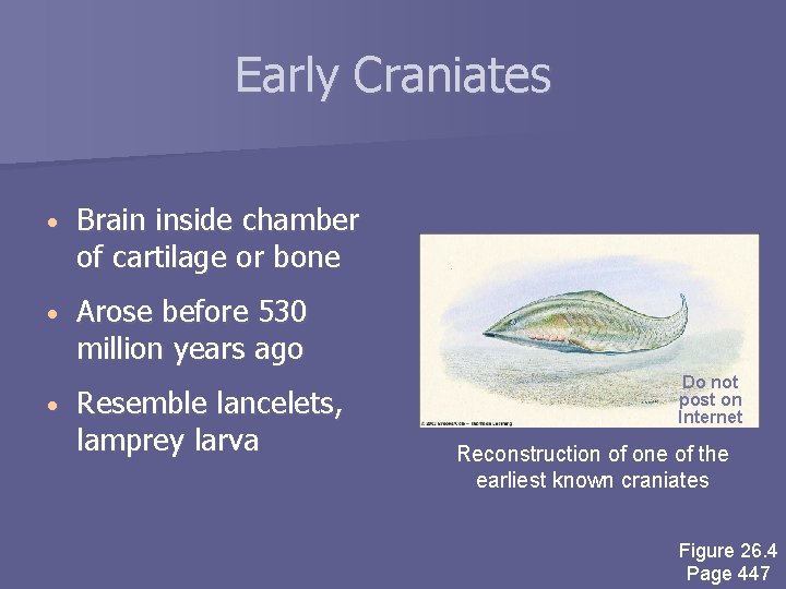 Early Craniates • Brain inside chamber of cartilage or bone • Arose before 530