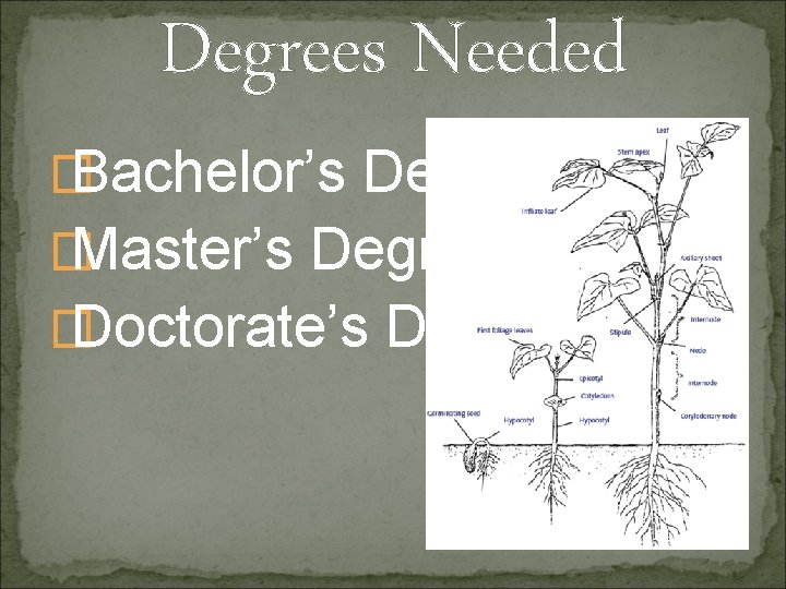 Degrees Needed � Bachelor’s Degree � Master’s Degree � Doctorate’s Degree 